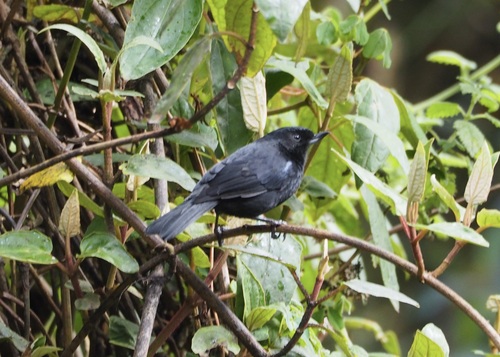 Glossy Flowerpiercer (Diglossa lafresnayii), photo 9