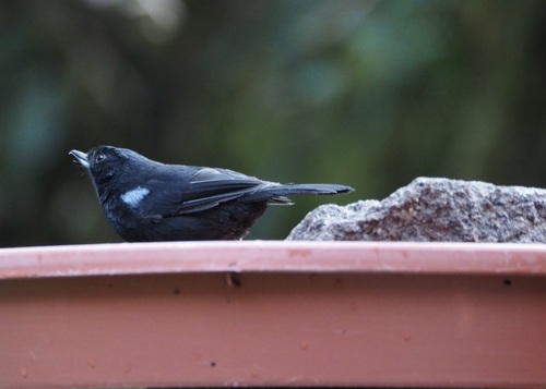 Glossy Flowerpiercer (Diglossa lafresnayii), photo 10