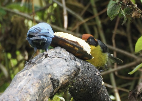 Yellow-breasted Brushfinch (Atlapetes latinuchus)