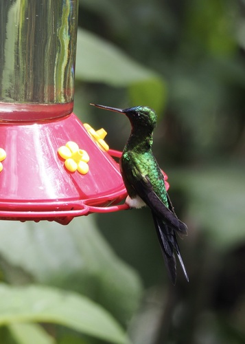 Sapphire-vented Puffleg (Eriocnemis luciani), photo 8