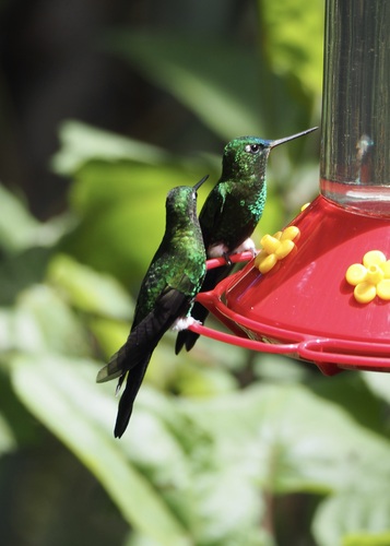 Sapphire-vented Puffleg (Eriocnemis luciani), photo 2