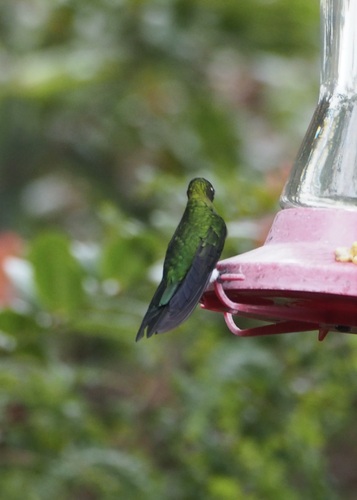 Sapphire-vented Puffleg (Eriocnemis luciani), photo 7