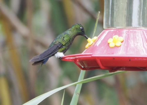 Sapphire-vented Puffleg (Eriocnemis luciani), photo 3
