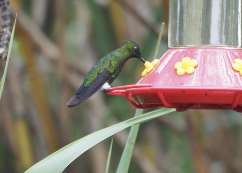 Sapphire-vented Puffleg (Eriocnemis luciani), photo 6