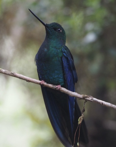 Great Sapphirewing (Pterophanes cyanopterus), photo 9