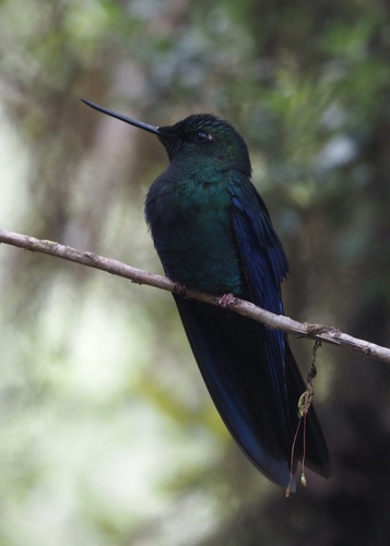 Great Sapphirewing (Pterophanes cyanopterus), photo 8
