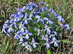 Viola pedata