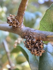 Callirhytis serricornis