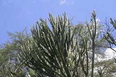 Euphorbia candelabrum