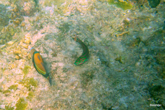 Thalassoma quinquevittatum
