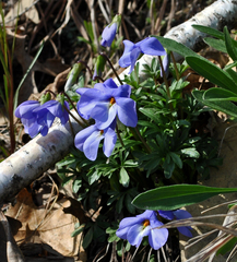 Viola pedata