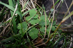Aquilegia vulgaris