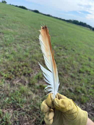 Red-tailed Hawk