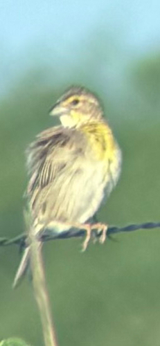 Dickcissel