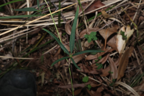 Clematicissus opaca, photograph 6