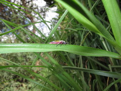 Proconosama haenschi