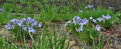 Viola pedata