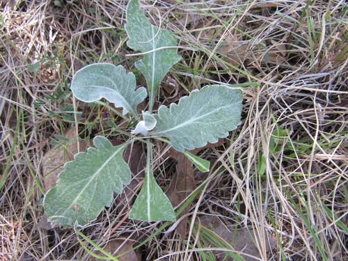 Hymenopappus artemisiifolius, 2026-07-31