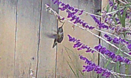 iNaturalist observation photo of Rufous Hummingbird