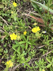 Potentilla kleiniana