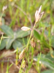 Polygala monspeliaca