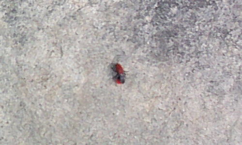 iNaturalist observation photo of Dasymutilla