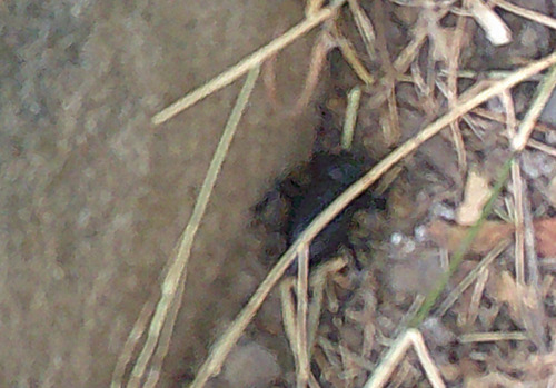 iNaturalist observation photo of Beetles