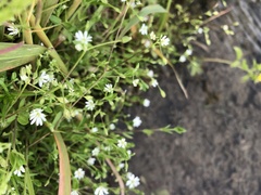 Stellaria alsine undulata