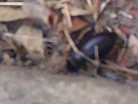iNaturalist observation photo of Darkling Beetles