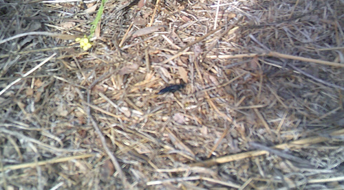 iNaturalist observation photo of Bees and Apoid Wasps