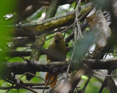 Thripophaga cherriei