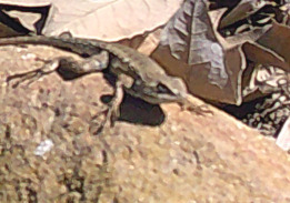 iNaturalist observation photo of Spiny Lizards