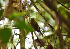 Thripophaga cherriei