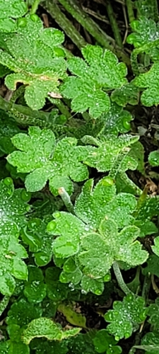 Bowlesia incana, photograph 4