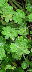 Bowlesia incana, photograph author not stated, no rights reserved