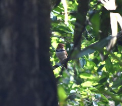 Bucco capensis