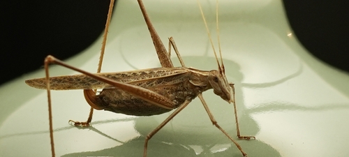 Lily Bush-cricket