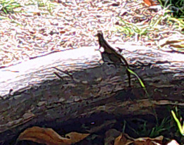 iNaturalist observation photo of Lizards