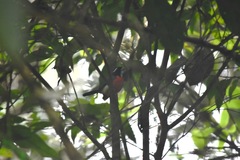 Granatellus pelzelni