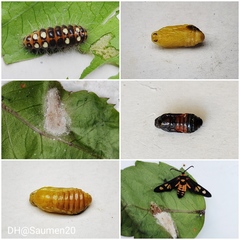 Thyrassia subcordata