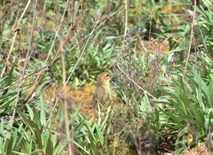 Grallaria quitensis