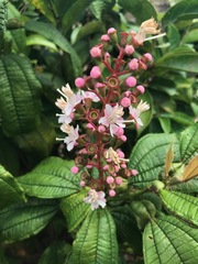 Miconieae