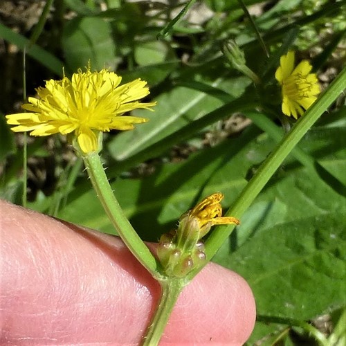 striped hawksbeard (Crepis zacintha)