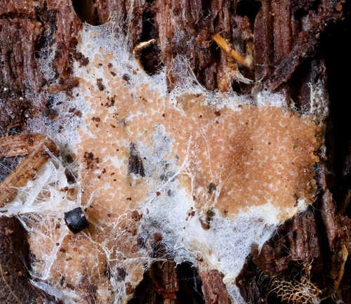 Arachnocrea stipata
