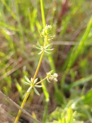 Galium parisiense