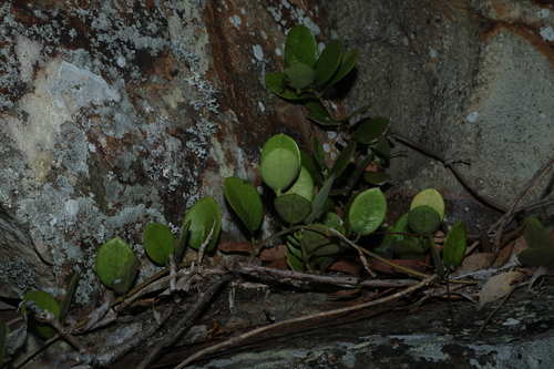 common waxflower