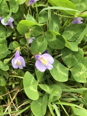 Mazus miquelii