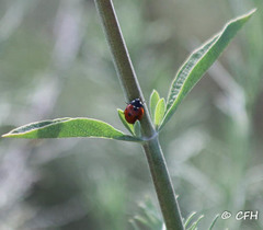 Coccinella septempunctata