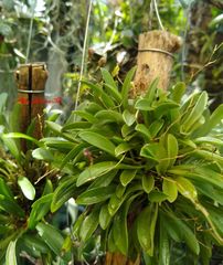 Stelis ornata