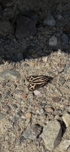 Williams' Tiger Moth